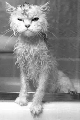 Soaking wet, grumpy-looking cat standing in a bathtub